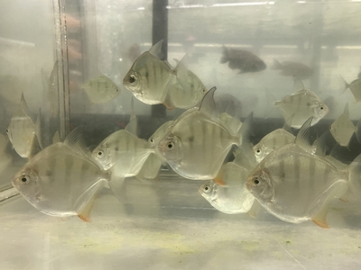 ストライプシルバーメチニス　7ｃｍ前後