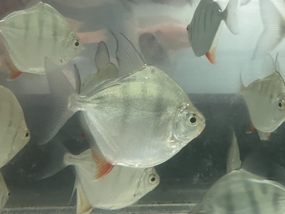 ストライプシルバーメチニスリオカピム　7ｃｍ前後