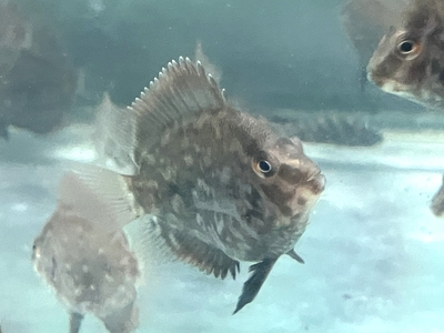 トライアングルシクリッド　6ｃｍ前後