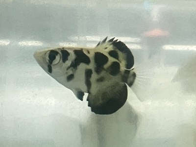 ゴールデンアーチャーフィッシュ　6～7ｃｍ