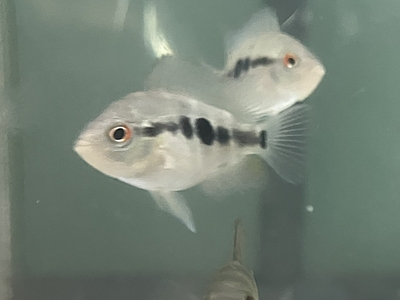 レッドデビルシクリッド　ベビー　4～5ｃｍ