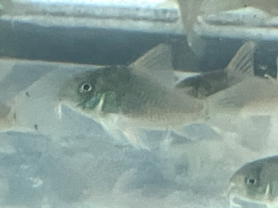 コリドラス　コンコロール　4ｃｍ前後