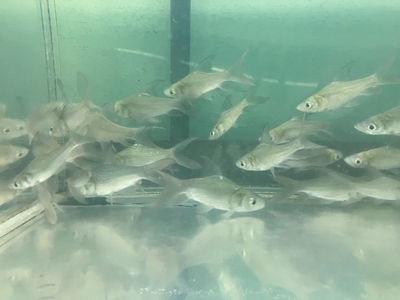 パーカーホ　8ｃｍ前後