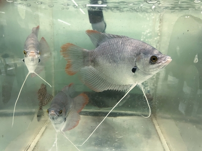 レッドジャイアントグラミー　12ｃｍ前後