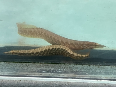 バンテッドスパイニーイール　10ｃｍ前後