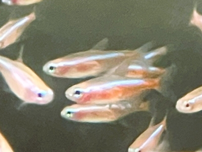 アルビノカージナルテトラ　M １０匹