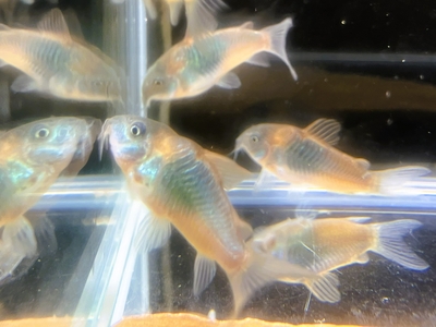コリドラス　ベネズエラヌス　3.5前後