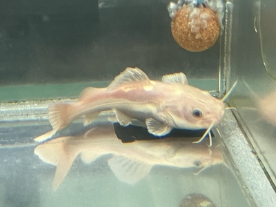 ゴールデンレッドテールキャット　12ｃｍ前後