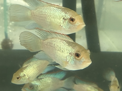 コバルトブルーアカラ　6ｃｍ　前後