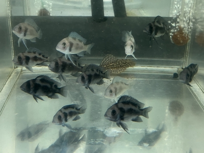 フロントーサ　ブラックウィドウ　7ｃｍ　前後