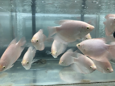 ホワイトジャイアントグーラミー　15ｃｍ　前後