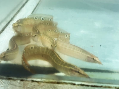 スパイニール　8ｃｍ　前後