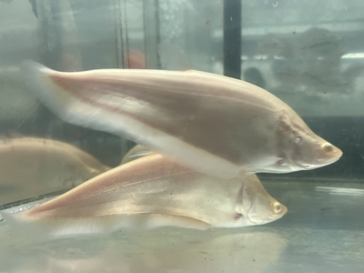 アルビノレッドアイクラウンナイフフィッシュ　15ｃｍ前後