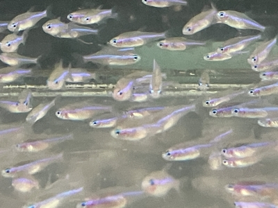 グリーンネオンテトラ　M