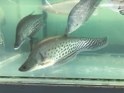 ロイヤルナイフフィッシュ　30ｃｍ