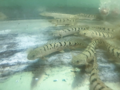 ポリプテルス　デルヘッジ　narrowバンド　13ｃｍ