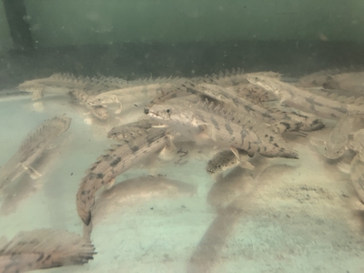 ポリプテルス　エンドリケリー　15ｃｍ　前後