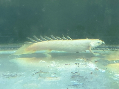 プラチナ系　セネガル　ドラゴン　12ｃｍ　ぐらい