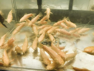 アルビノホプロステルナム　10ｃｍ前後