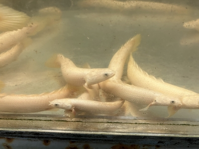 ゴールデンセネガル　12ｃｍぐらい