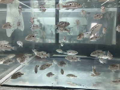 ナンドプシス　テトラカンサス　5ｃｍぐらい