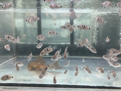 Vieja　レガニ　5ｃｍぐらい