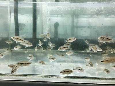 パラクロミス・マナグエンシス　5ｃｍぐらい