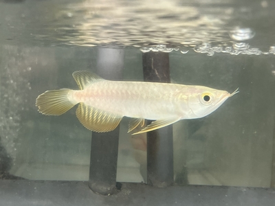 No5　レッドテールゴールデン　13～14ｃｍぐらい　１匹　現物