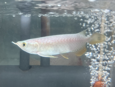 No4　レッドテールゴールデン　13～14ｃｍぐらい　１匹　現物