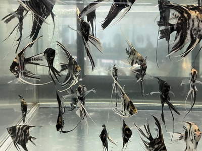 マーブルべールエンゼル　Mサイズ