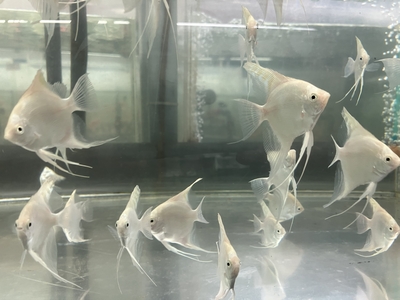 プラチナエンゼル　M