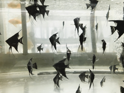 ブラックエンゼル　Mサイズ