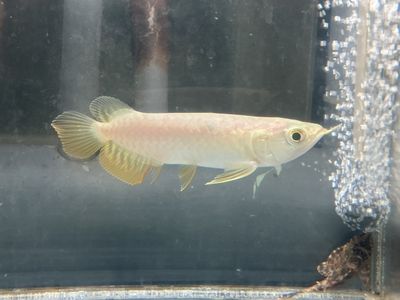 No13　レッドテールゴールデン　13～14ｃｍぐらい　１匹　現物