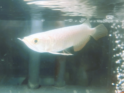 No7　レッドテールゴールデン　13～14ｃｍぐらい　１匹　現物