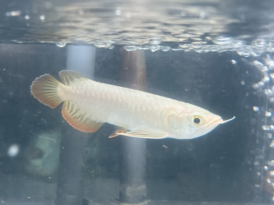 No8　レッドテールゴールデン　13～14ｃｍぐらい　１匹　現物