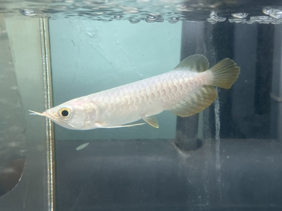 No11　レッドテールゴールデン　13～14ｃｍぐらい　１匹　現物