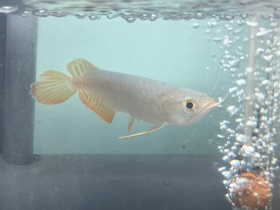 No12　レッドテールゴールデン　13～14ｃｍぐらい　１匹　現物