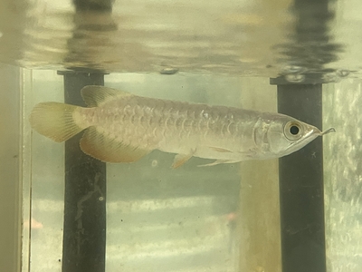 No15　レッドテールゴールデン　13～14ｃｍぐらい　１匹　現物