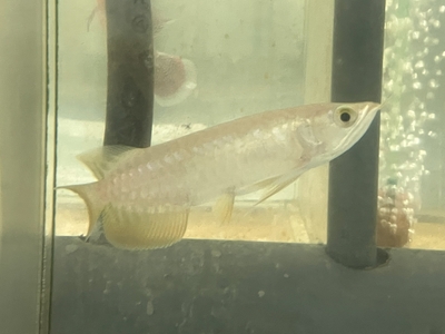 No16　レッドテールゴールデン　13～14ｃｍぐらい　１匹　現物