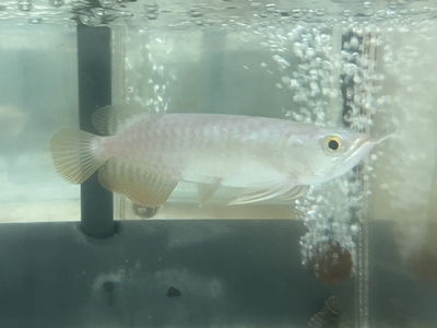 No17　レッドテールゴールデン　13～14ｃｍぐらい　１匹　現物