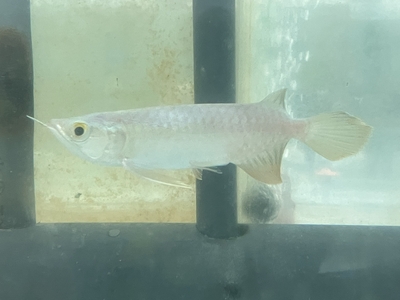 No18　レッドテールゴールデン　13～14ｃｍぐらい　１匹　現物