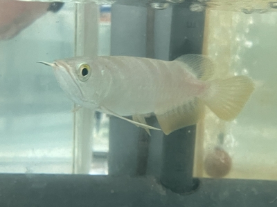 No20　レッドテールゴールデン　14～15ｃｍぐらい　１匹　現物