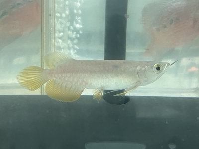 No21　レッドテールゴールデン　13～14ｃｍぐらい　１匹　現物