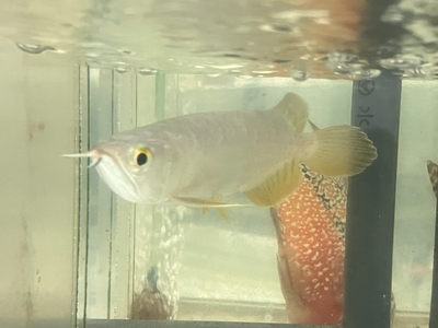 No23　レッドテールゴールデン　13～14ｃｍぐらい　１匹　現物