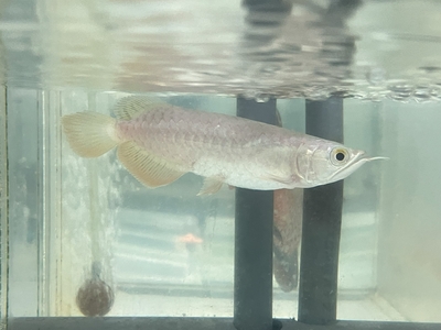 No24　レッドテールゴールデン　13～14ｃｍぐらい　１匹　現物