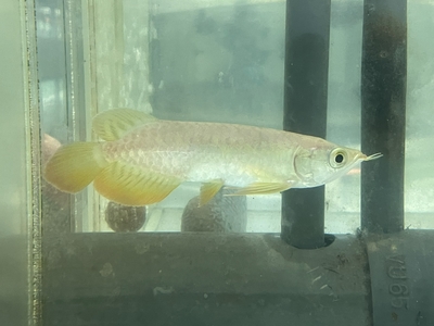 No25　レッドテールゴールデン　13～14ｃｍぐらい　１匹　現物