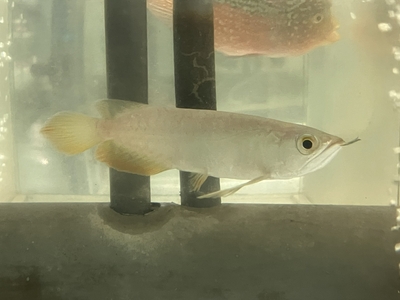 No26　レッドテールゴールデン　13～14ｃｍぐらい　１匹　現物