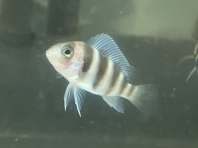 フロントーサ　6バンド　3.5cmぐらい