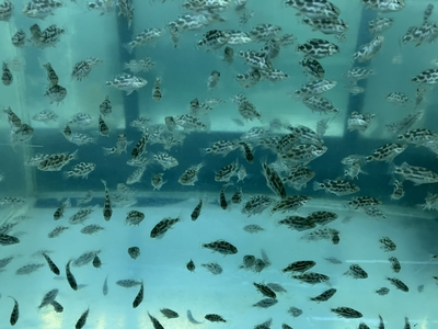 ニンボクロミス・リヴィングストニー　2～3ｃｍ