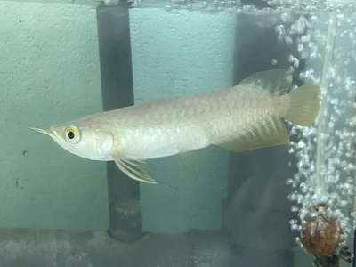 No27　レッドテールゴールデン　13～14ｃｍぐらい　１匹　現物